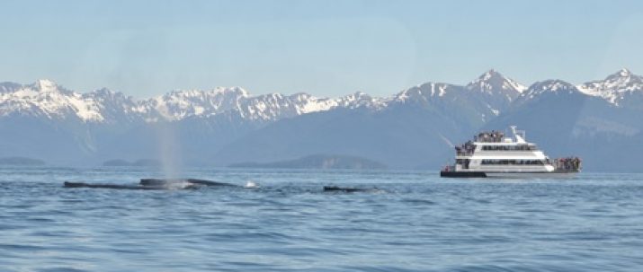 https://icystraitpoint.com/wp-content/uploads/2016/04/Whale-watching-1-sm-715x303.jpg