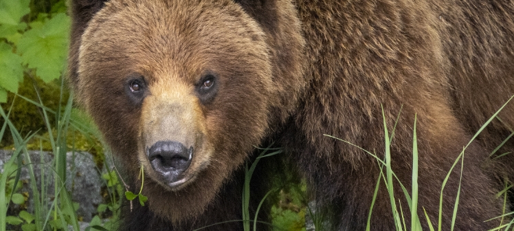 Whale, Wildlife & Bear Search